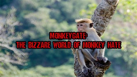 It was known as the "baby monkey hate". . Baby monkey hate vide